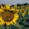 Girasoli - Sunflowers