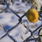 Frozen Passion Fruit
