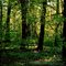 Il Regno verde - Bosco del Merlino - Caramagna Piemonte (Cn) The green Kingdom