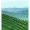 summer haze in Asti