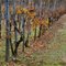 Colori in vigna