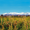livorno ferraris landscape 01