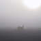 beech in the fog