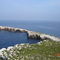 Isole Tremiti, Capraia, May 2008