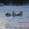 The Trumpeter Swan by www.georgesfotos