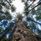 Hogarth Forest