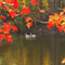 Swans on Montowac Lake