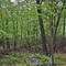 Ringwood Manor State Park