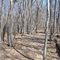 Ramapo Reservation