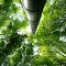 Bamboo thicket　Houkokuji Temple　 報国寺