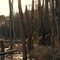 Ashokan - Early Spring 3