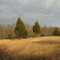 Belleplain Forest Field
