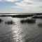 Restored Wetlands in Port Norris