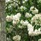 Mountain Laurel in bloom at Belleplain Forest