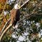 Bald Eagle on Pickle Factory Pond