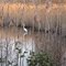 Great Egret at Heislerville WMA