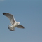 Seagull