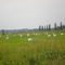 field