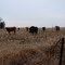Cows in a field