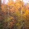 Late afternoon fall colors