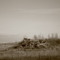 Mass Grave