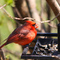 Northern Cardinal