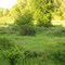 Pano (with deer)