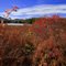 Owls Head Mountain and Long Lake behind some brilliant red berry bushes
