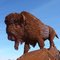 Buffalo