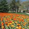MST Tulips