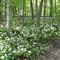 Spring Trilliums on the Bruce