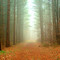 Spooky Forest