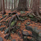 Hilton Falls Forest