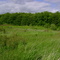 Feild Of Grass Facing Forest