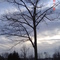 Tansley Woods Park