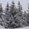 Christmas Trees