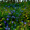 Blue Violet
