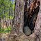 Rock in Tree Trunk