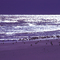 Sanderlings and a Quicksilver Sea. Looking southeast toward Cumberland Island.