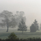 morning fog on golf course
