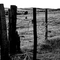 Fenceline Taylor, NE