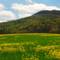 View of Buffalo Mountain