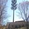 Cell Tower-Tree