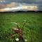 Three Wheels and an Open Field