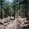 Junction Apache Creek and Big Timber Canyon -Gila Wild NM 4-23-1995