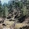 Big Timber Canyon -Gila Wild NM 4-23-1995