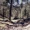 Aspen Canyon -Aldo Leopold Wild NM 4-30-2001