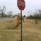 Catfish Trophies