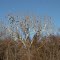 Vulture tree