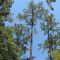 Trees at an Alabama rest area